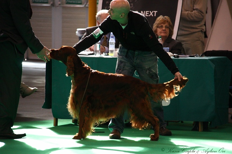 Crufts2011 422.jpg